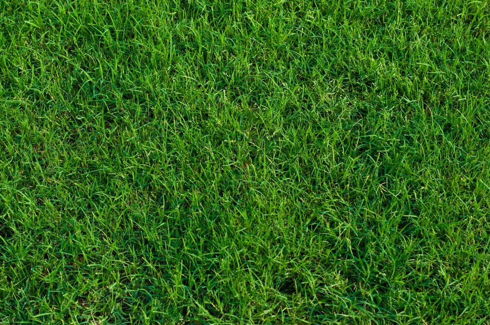 Best Grass Seed for Clay Soil Outdoor Happens