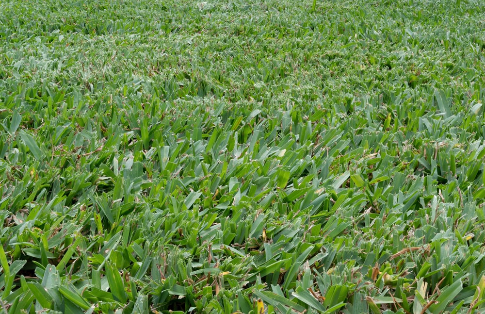 Best Grass Seed for Clay Soil Outdoor Happens