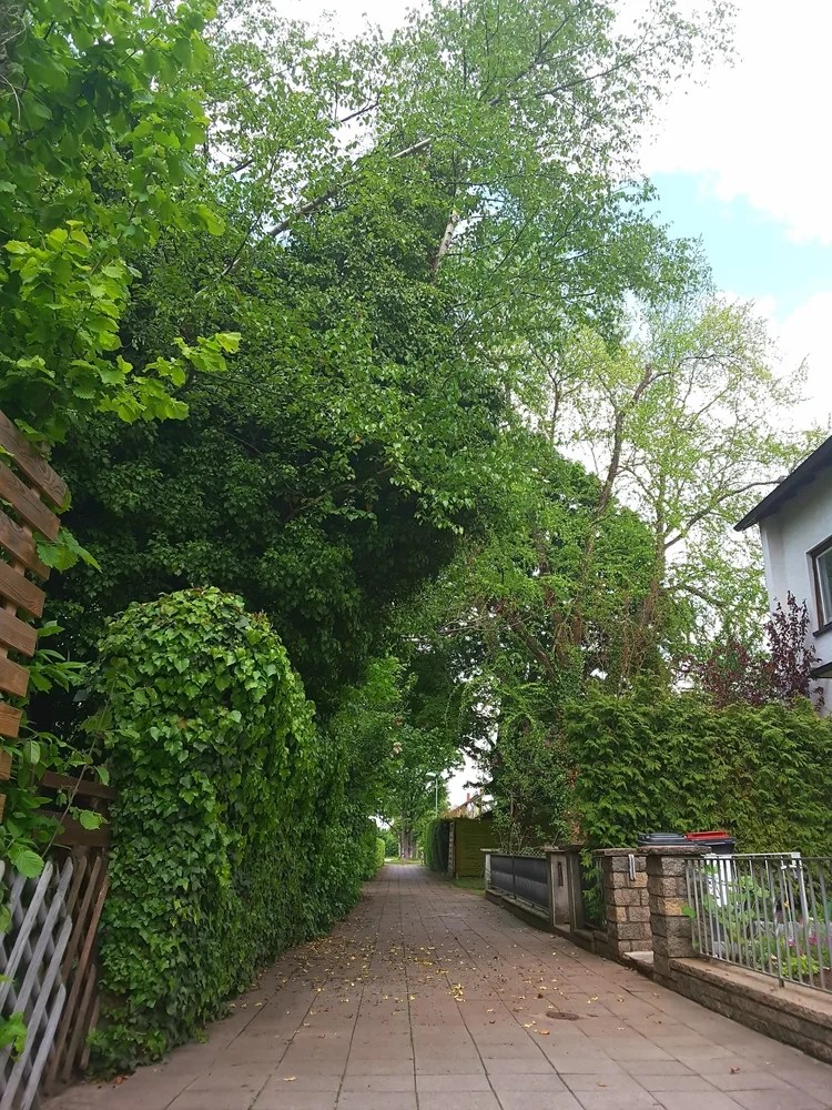 Can I Throw Neighbors Tree Branches Back In Their Yard?