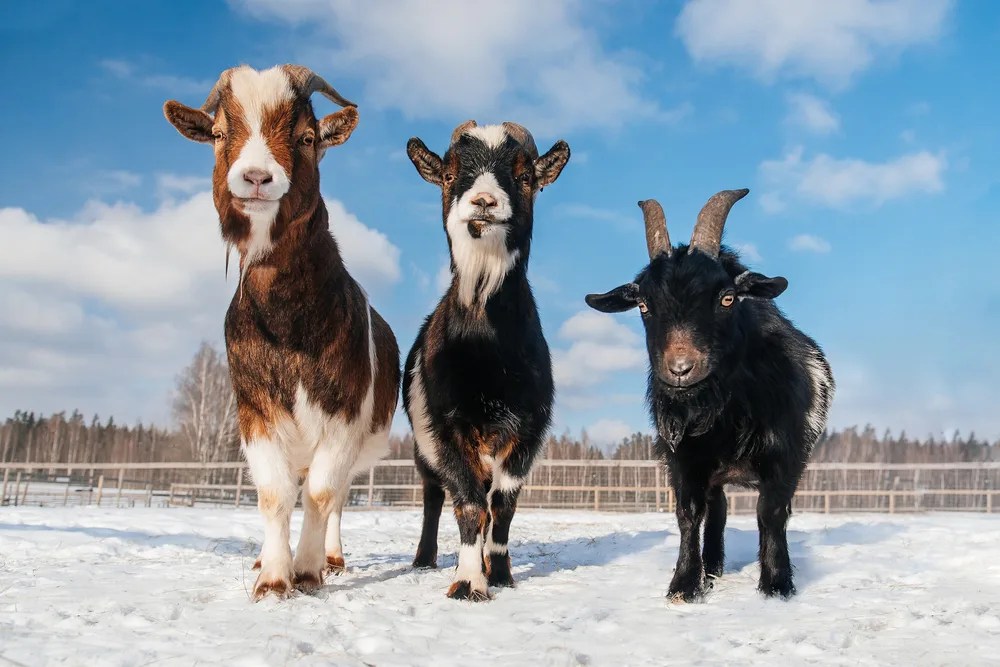Can Goats Eat Oats? Your Complete Guide! Outdoor Happens