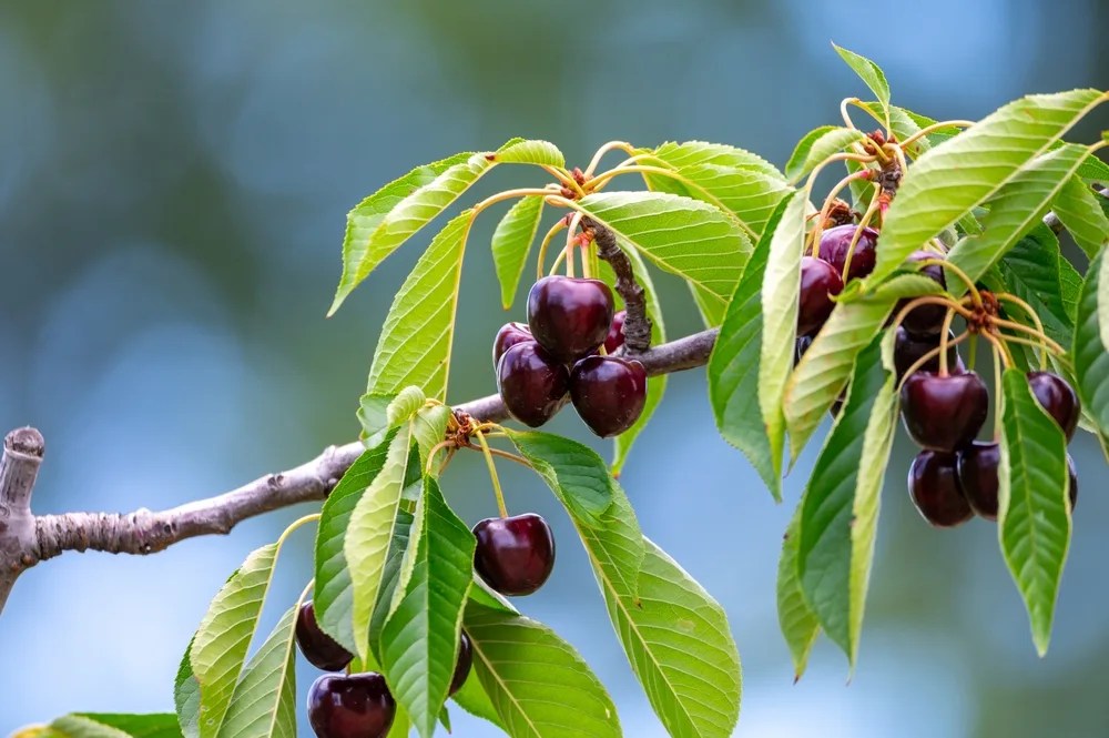 20 Fruit Trees That Grow In Shade 🍎 [They'll Surprise You!]