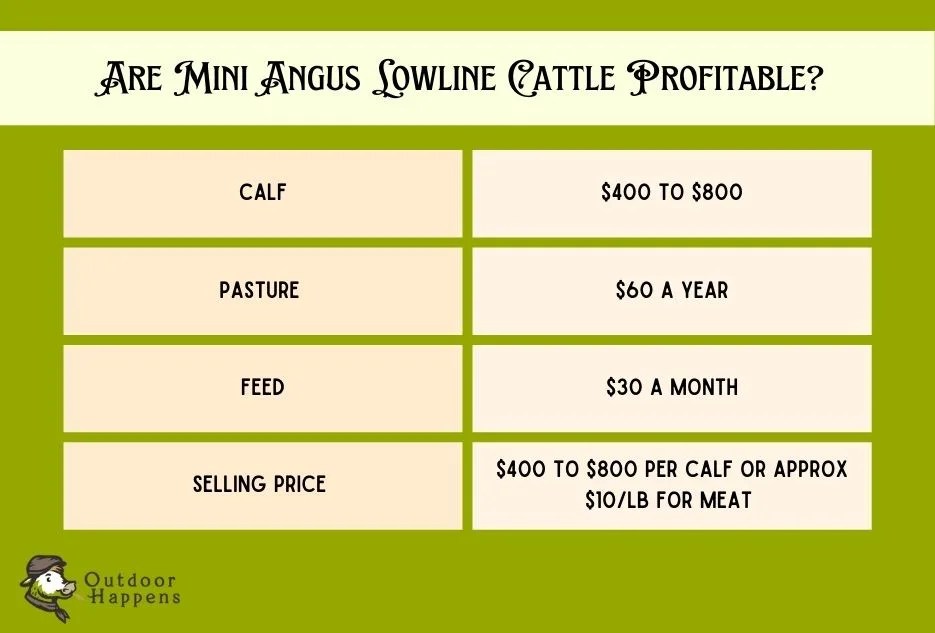 The Ultimate Guide to Lowline Mini Angus Cattle! [Size, Cost, and Pros