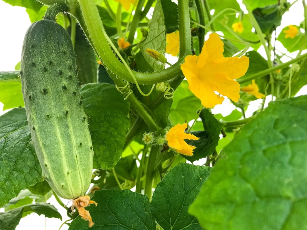 Help! Why Are My Cucumbers Prickly? [Hint It's Normal!] Outdoor