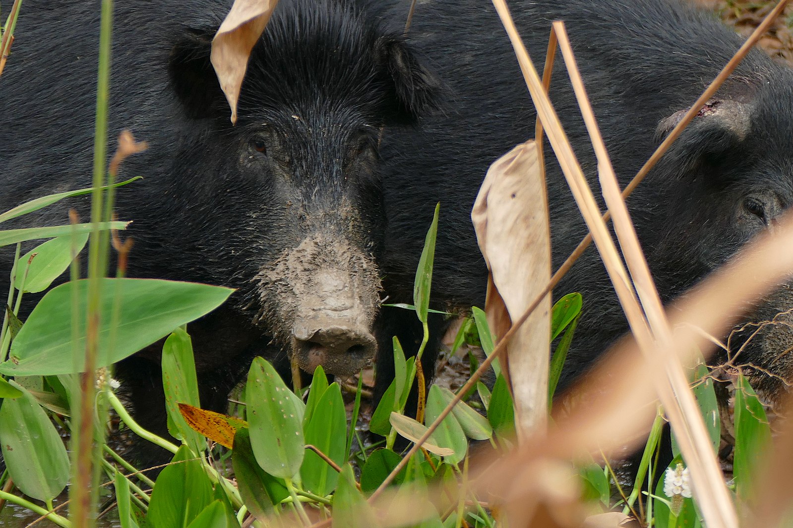 Hunters Down 3 Tons of Feral Pig During "Hog Jam" Tournament