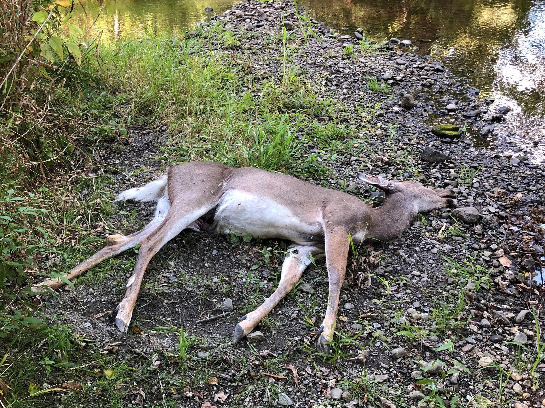 700 Deer Have Died in New York EHD Outbreak Outdoor Life