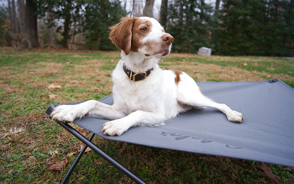 Best Dog Beds of 2023 Outdoor Life