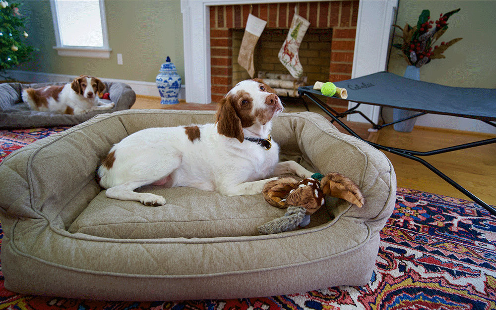 Best Dog Beds of 2022 Outdoor Life