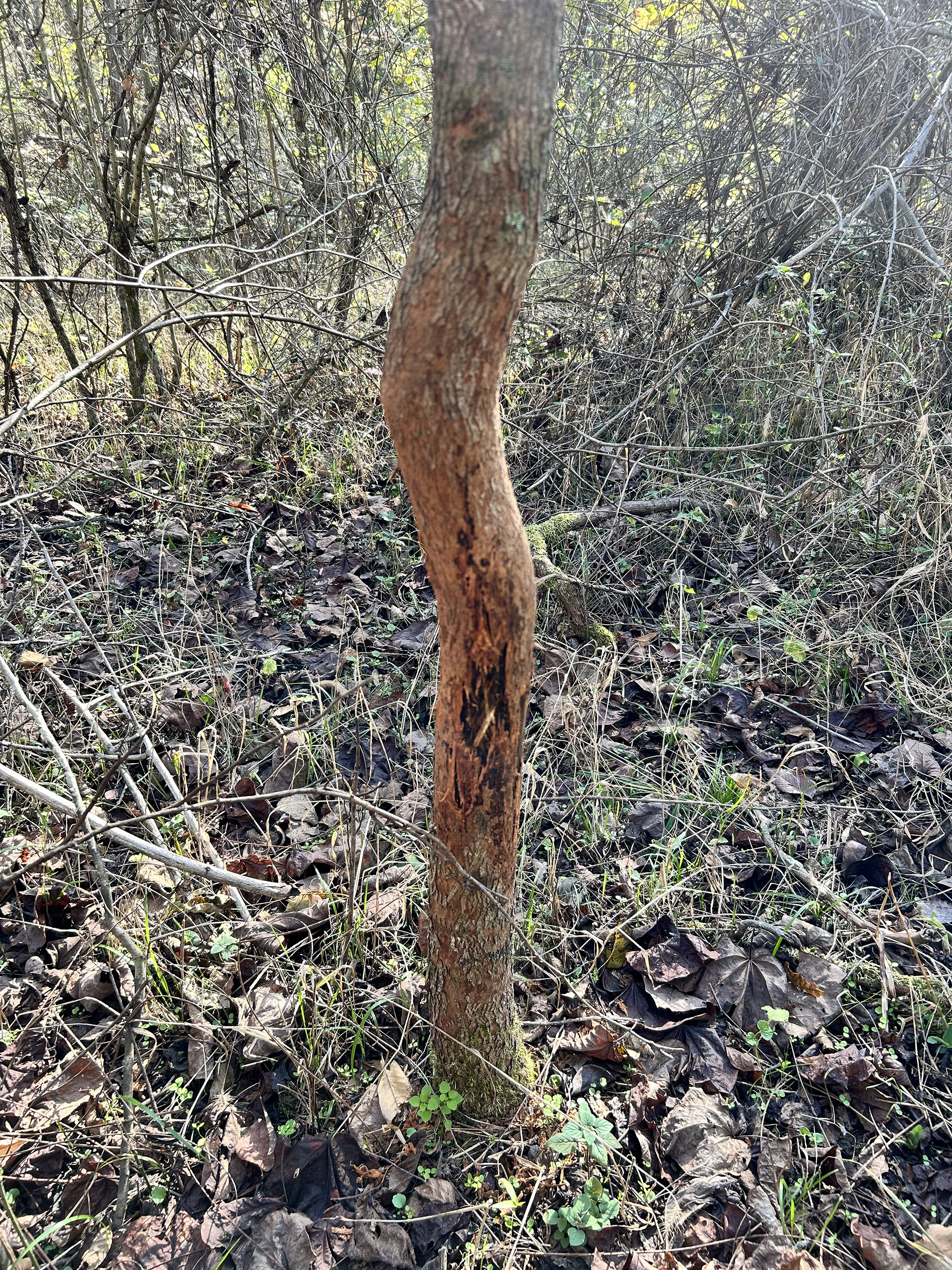 How to Hunt Deer During the PreRut Outdoor Life