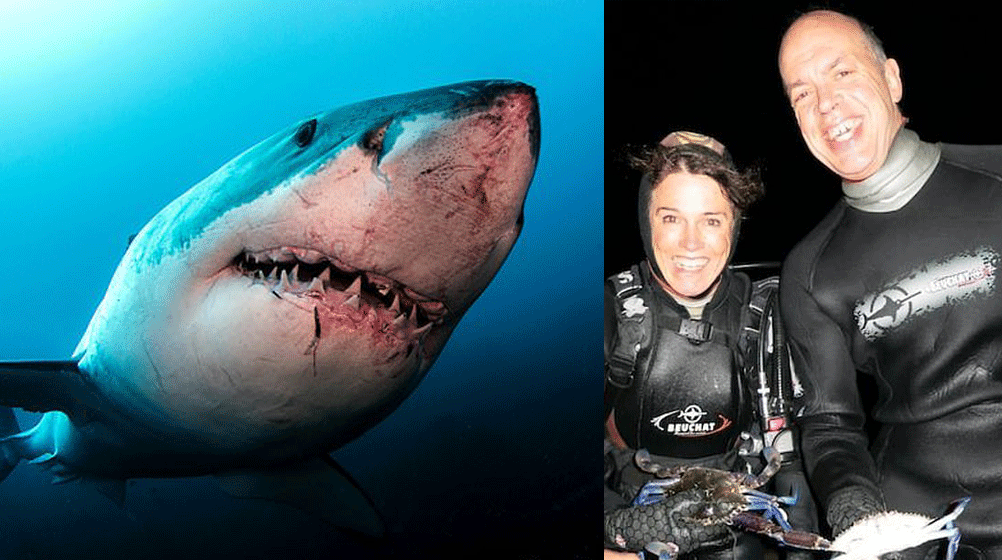 Scuba Diver Killed By Great White Off WA Coast Adventure Mag