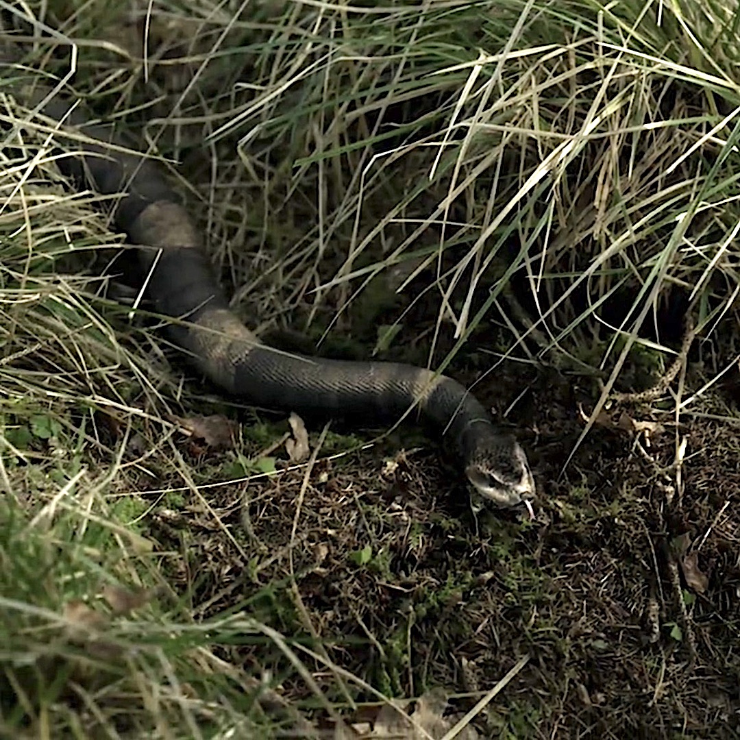 venomous snakes of North Carolina Outlander Anatomy