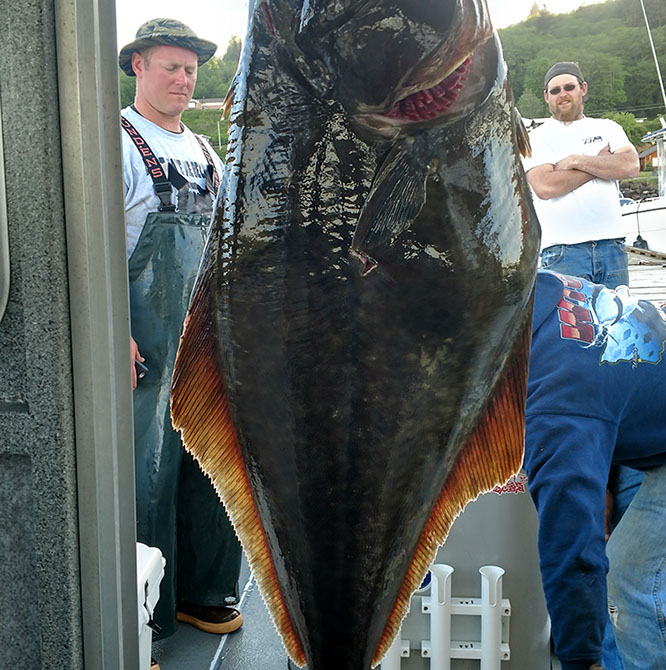 Halibut Fishing Charter Photo Gallery IV Sekiu, WA Halibut Fishing
