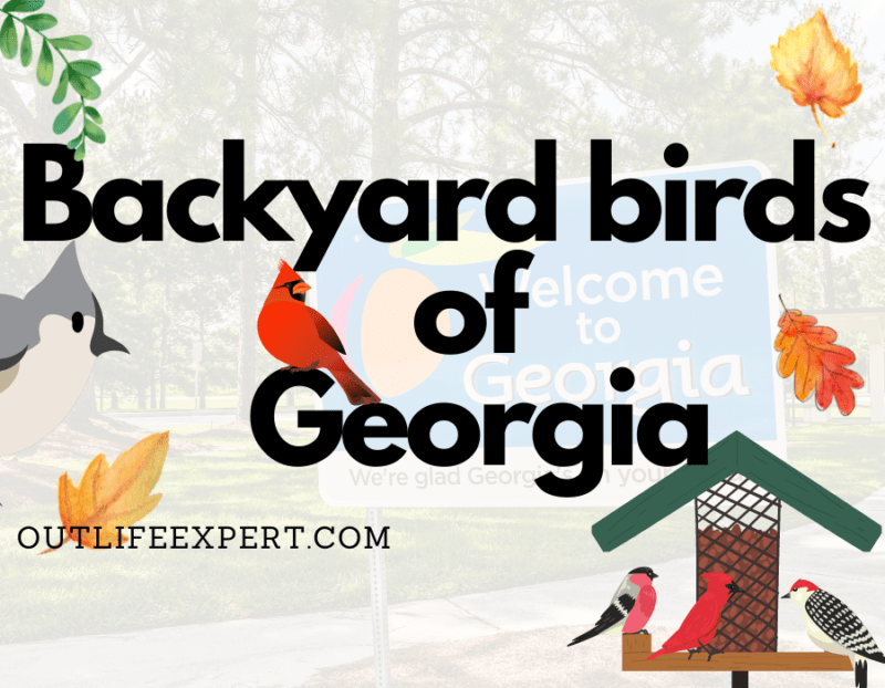 Most common backyard birds (2023!) Outlife Expert