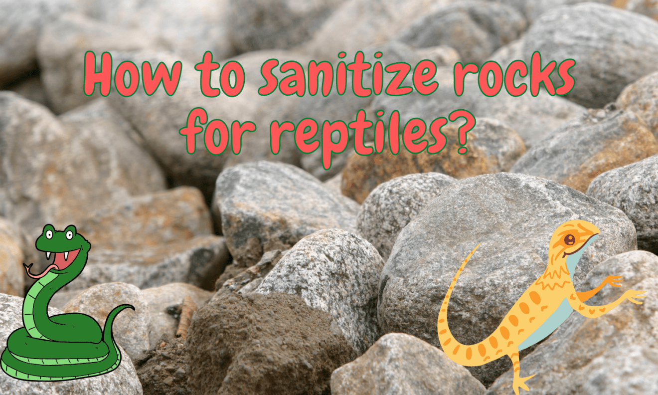 How to sanitize rocks for reptiles? (Full guide!) Outlife Expert