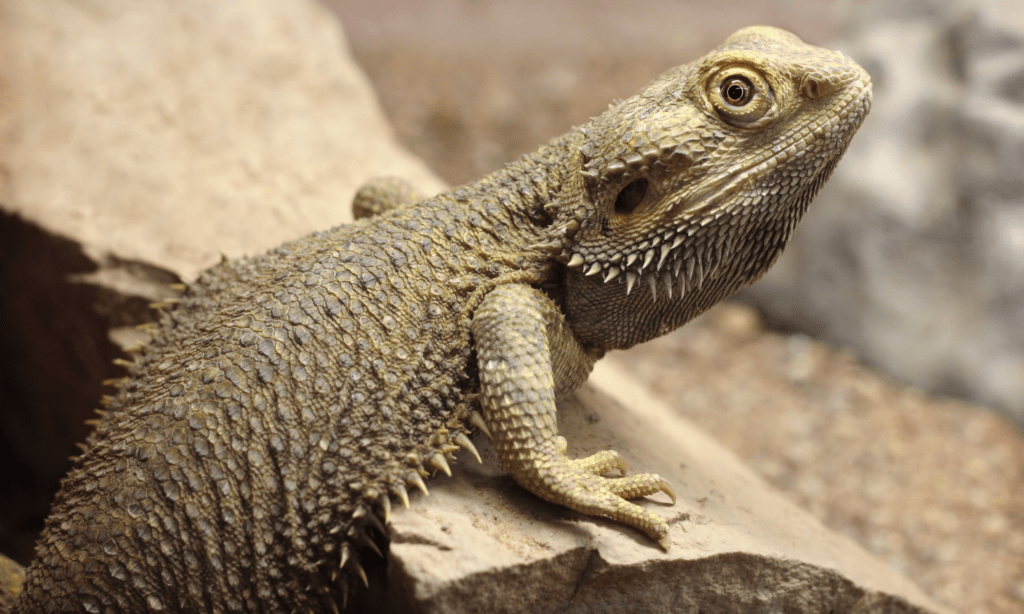 How to sanitize rocks for reptiles? (Full guide!) Outlife Expert
