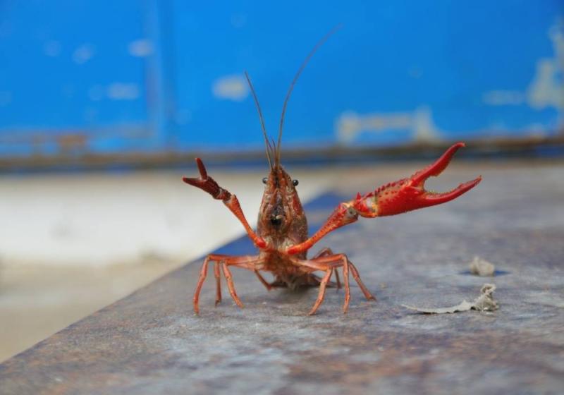 Do Crayfish Claws and Legs Grow Back? (How Fast?) Outlife Expert