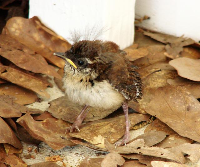 Where Do Fledglings Sleep at Night + Other Fledgling Facts! Outlife