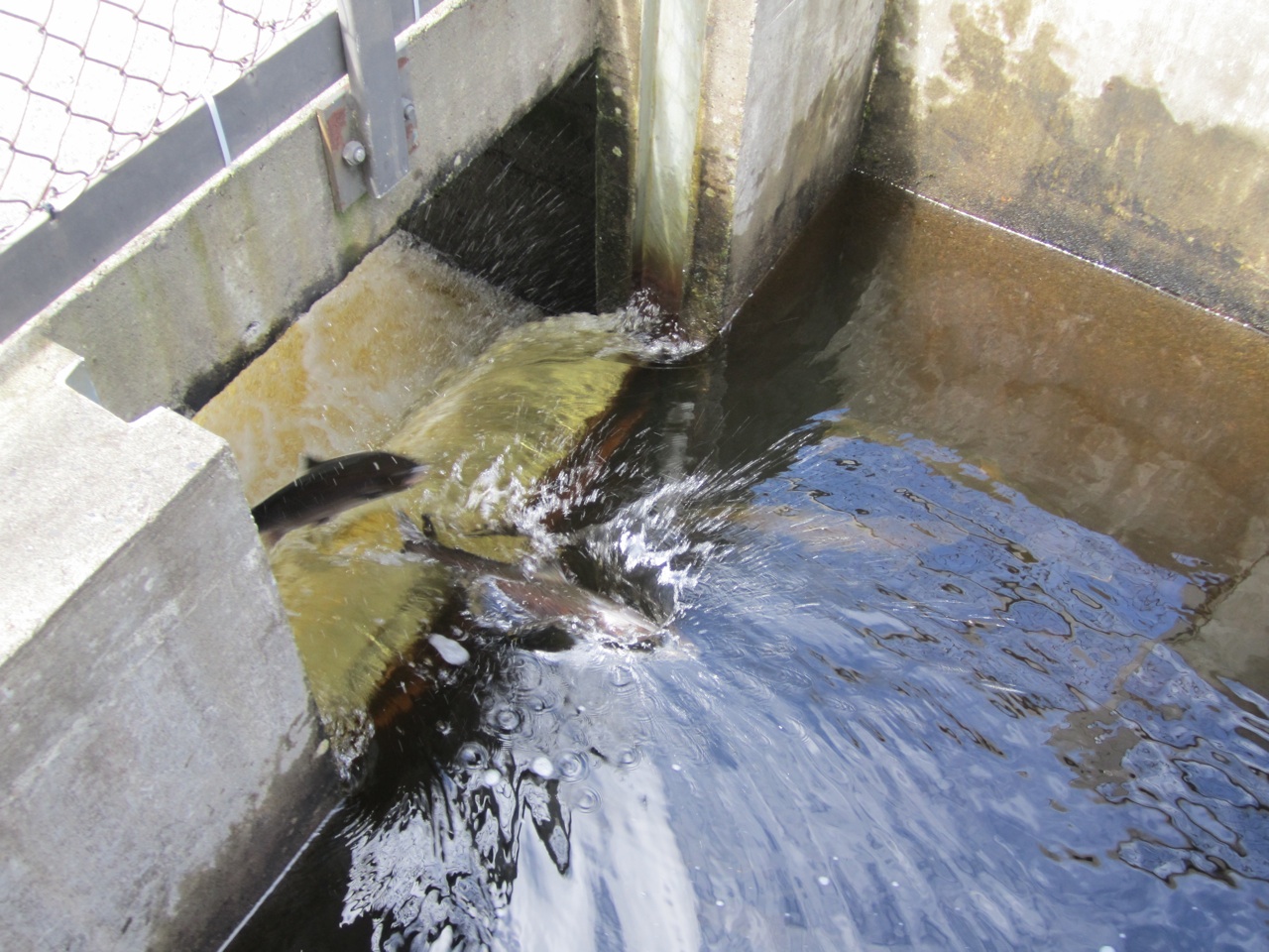 Grand FallsWindsor Outside Our Bubble