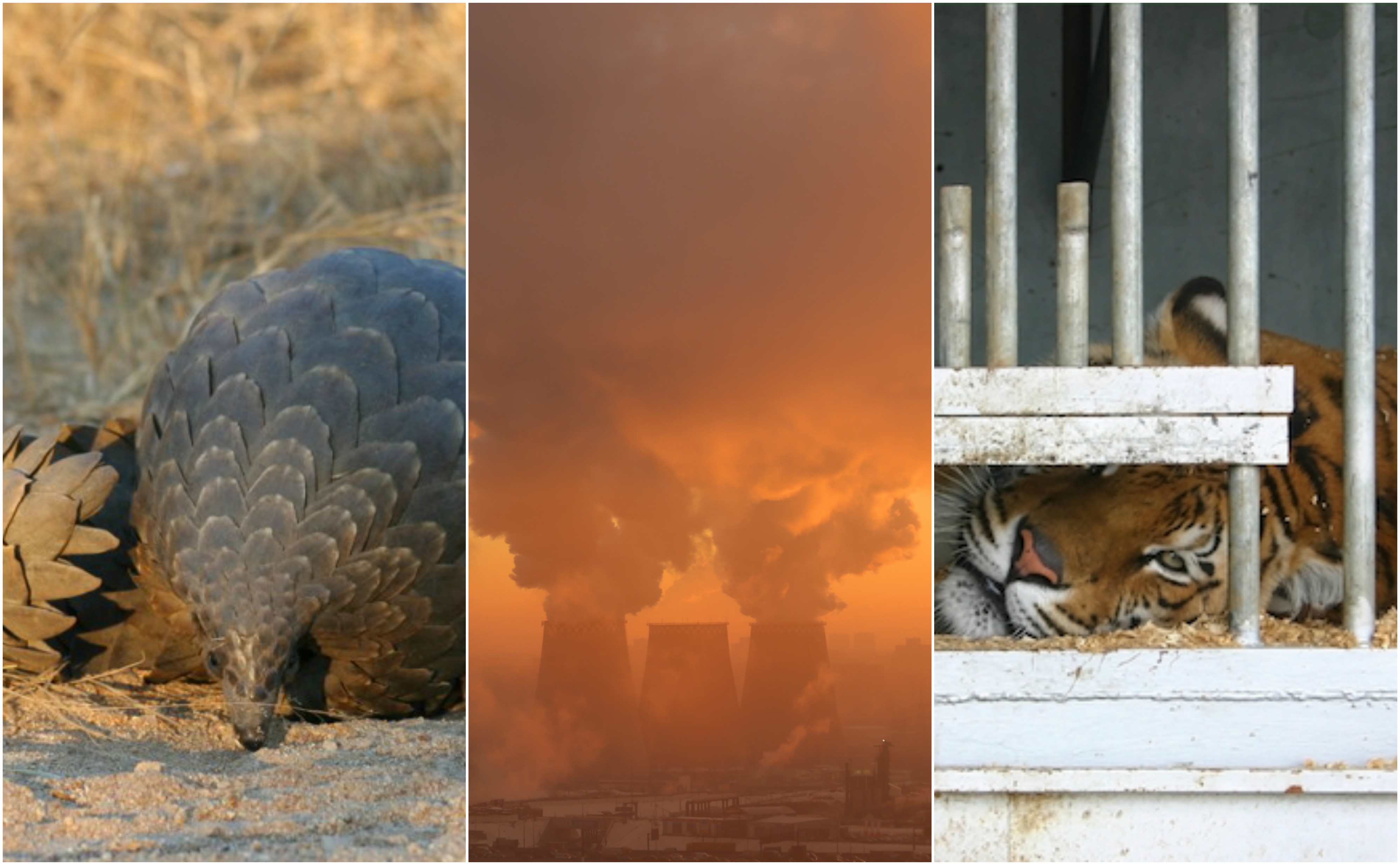 roundup Rescued animals, polluted air and more