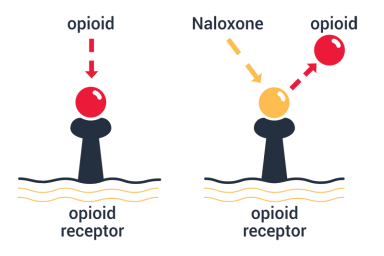 About Naloxone Overdose Lifeline