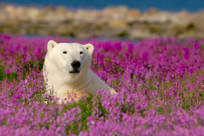 CA West Canada Epic Adventure into the Land of the Polar Bears