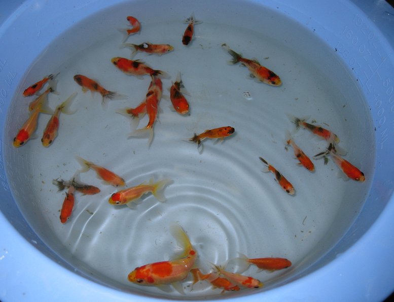 watonai/wakin goldfish eggs on plants