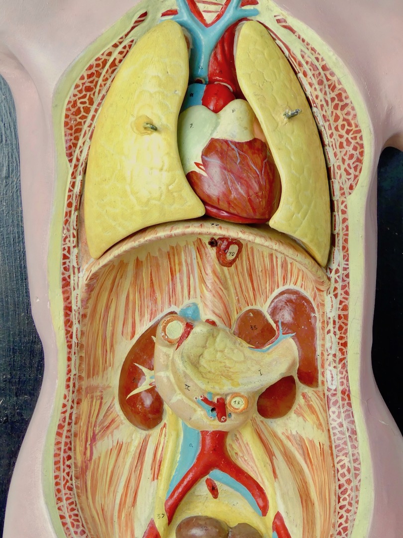 Buste anatomie clastique pédagogique Fin XIXe Boutique