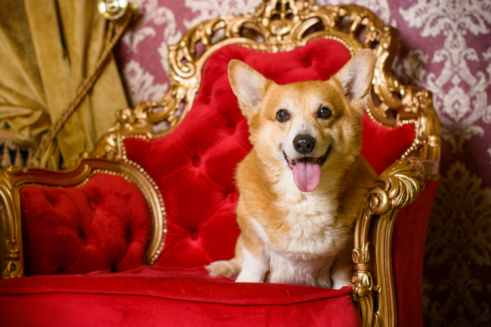 The End of the Royal Dynasty OVRS