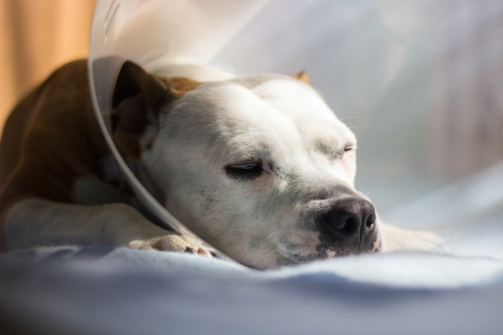 What Can I Clean My Dog S Incision With at Joshua Guzman blog