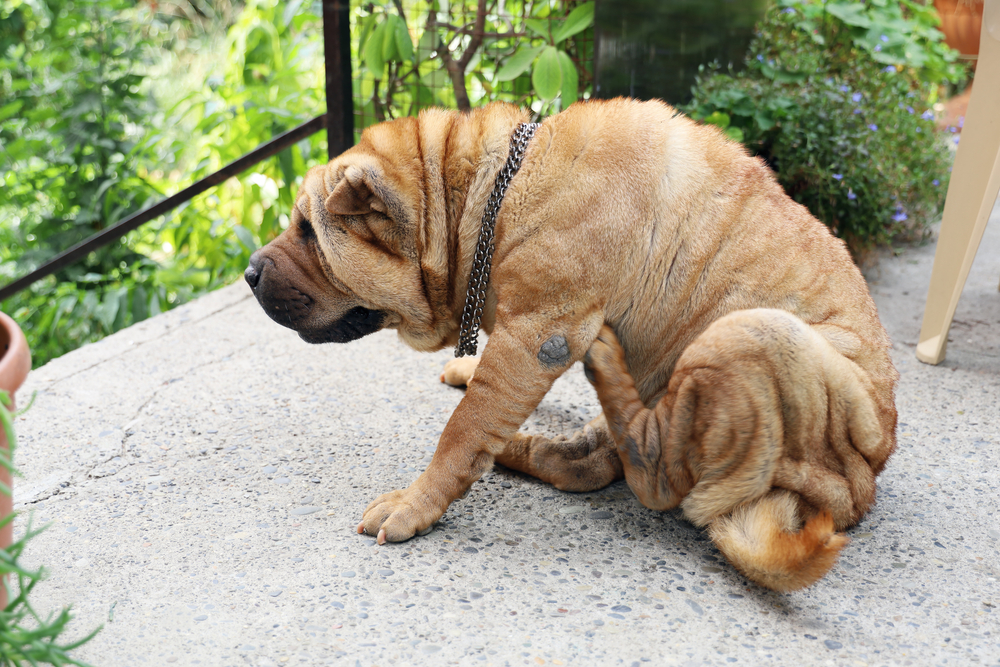 What Does Labored Breathing Look Like in a Dog Dog Show TV