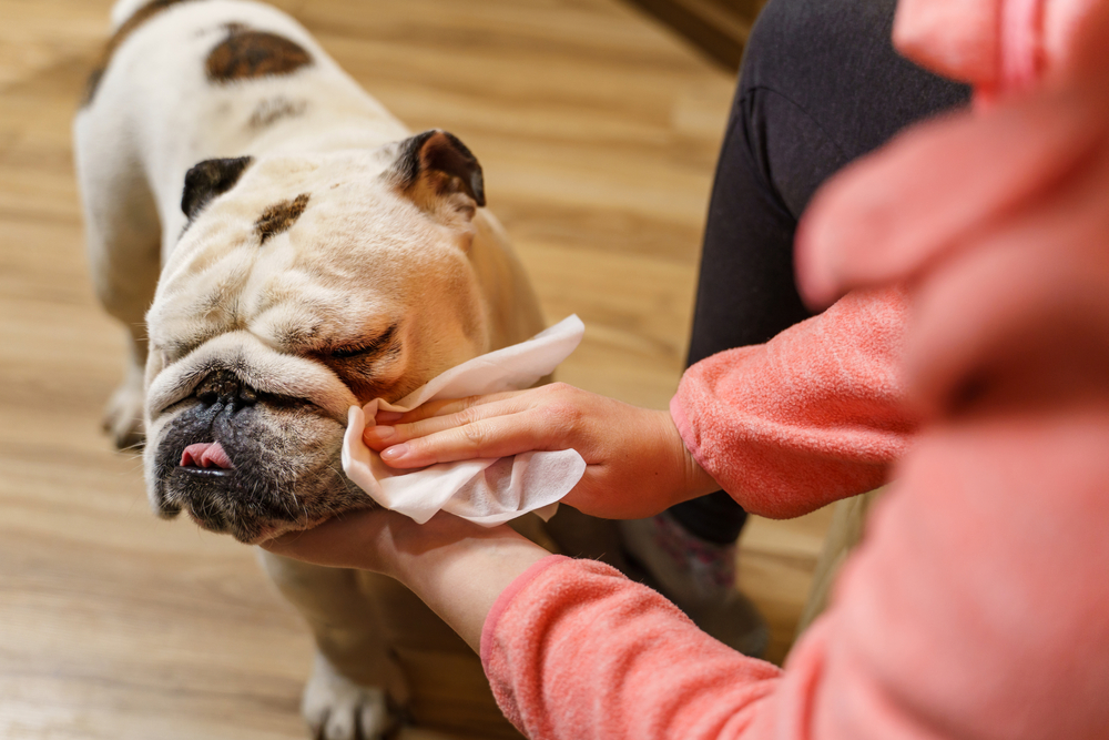 Keeping Fido Clean with Dog Cleaning Wipes Oakland Veterinary