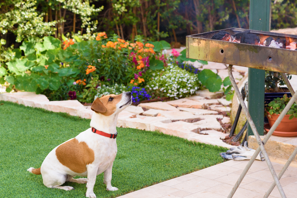 Barbecue Blues Tips to Keep Your Dog Safe While You Grill Oakland