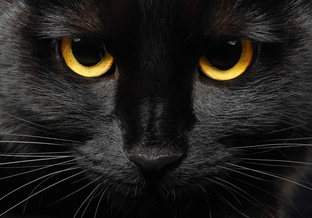 Everything You Want to Know About Black Cats and Halloween Oakland
