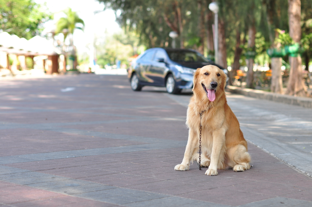 What to Do If Your Dog Gets Hit By a Car Oakland Veterinary Referral