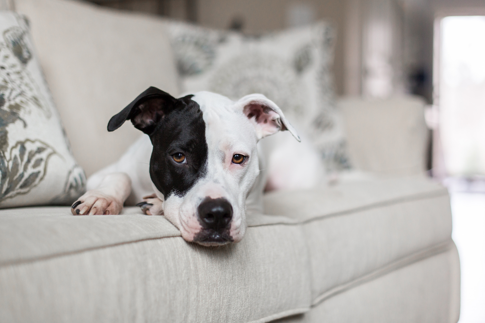 How to Get Rid of Dog Odors My Pets Routine