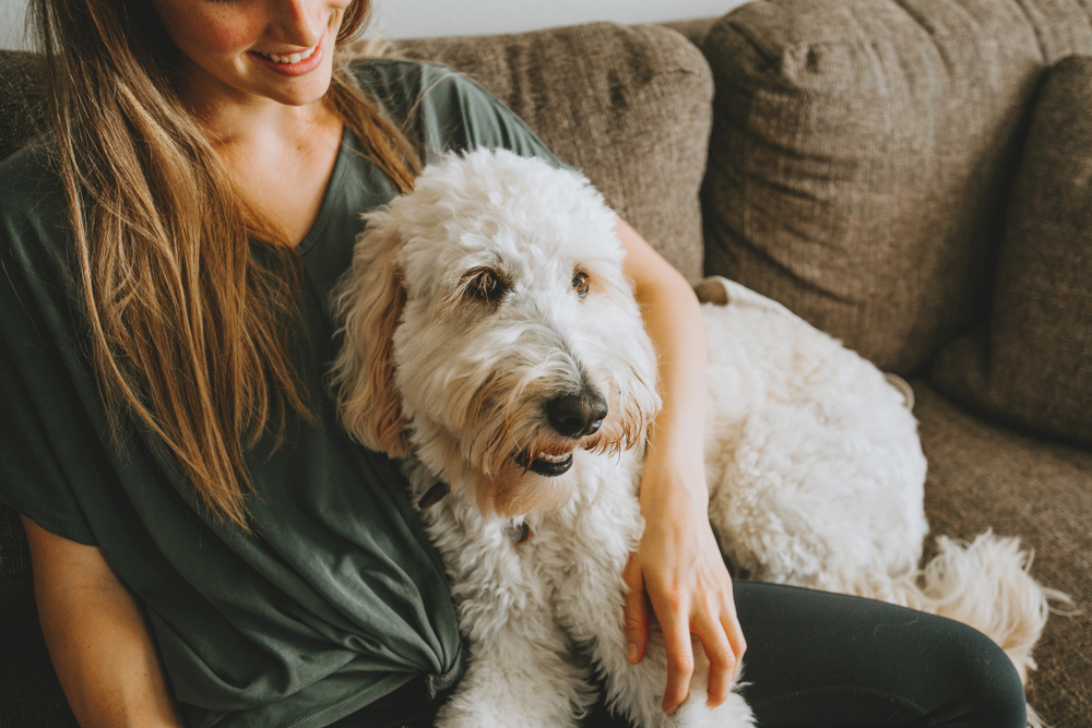 How to Find a Good Pet Sitter for the Holidays Oakland Veterinary
