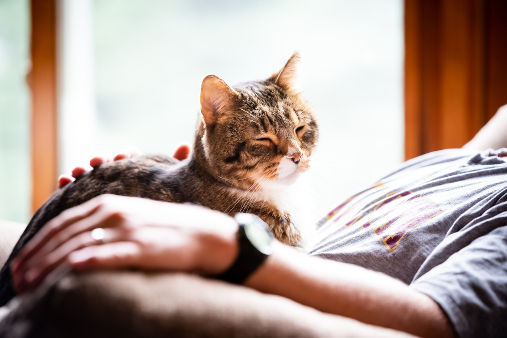 Lap Cat vs. Lone Ranger the Varied Affectionate Behaviors of Cats Oakland Veterinary Referral