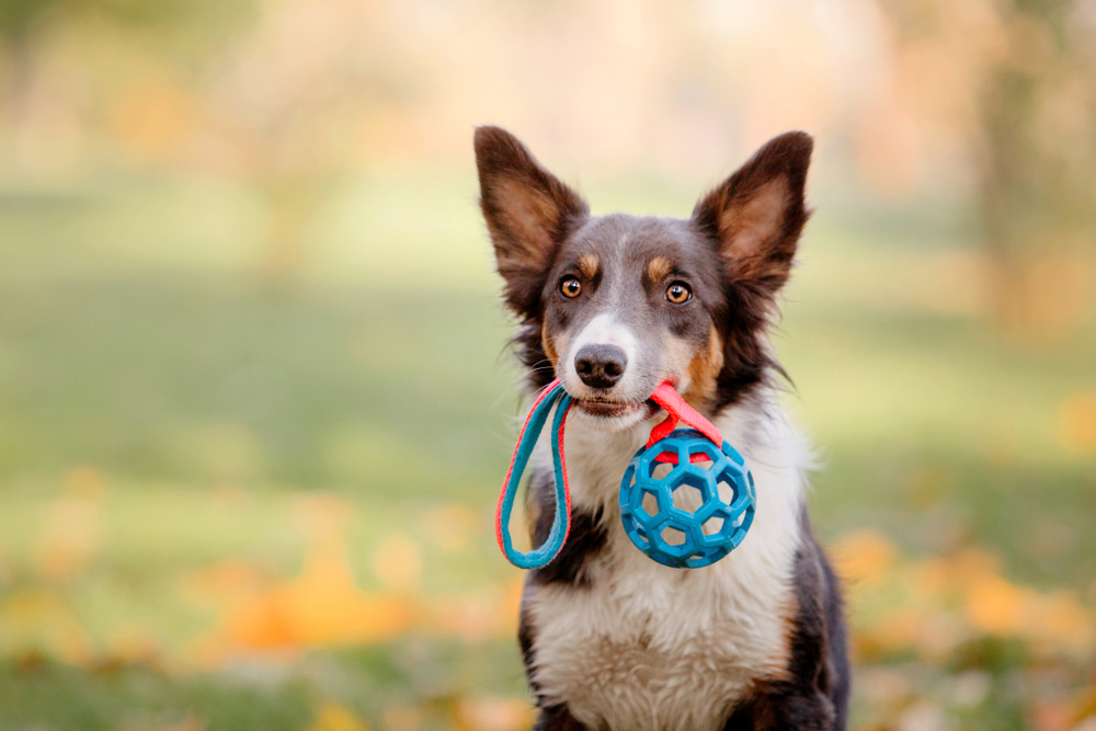 How to Pick the Best Dog Toys Oakland Veterinary Referral Services