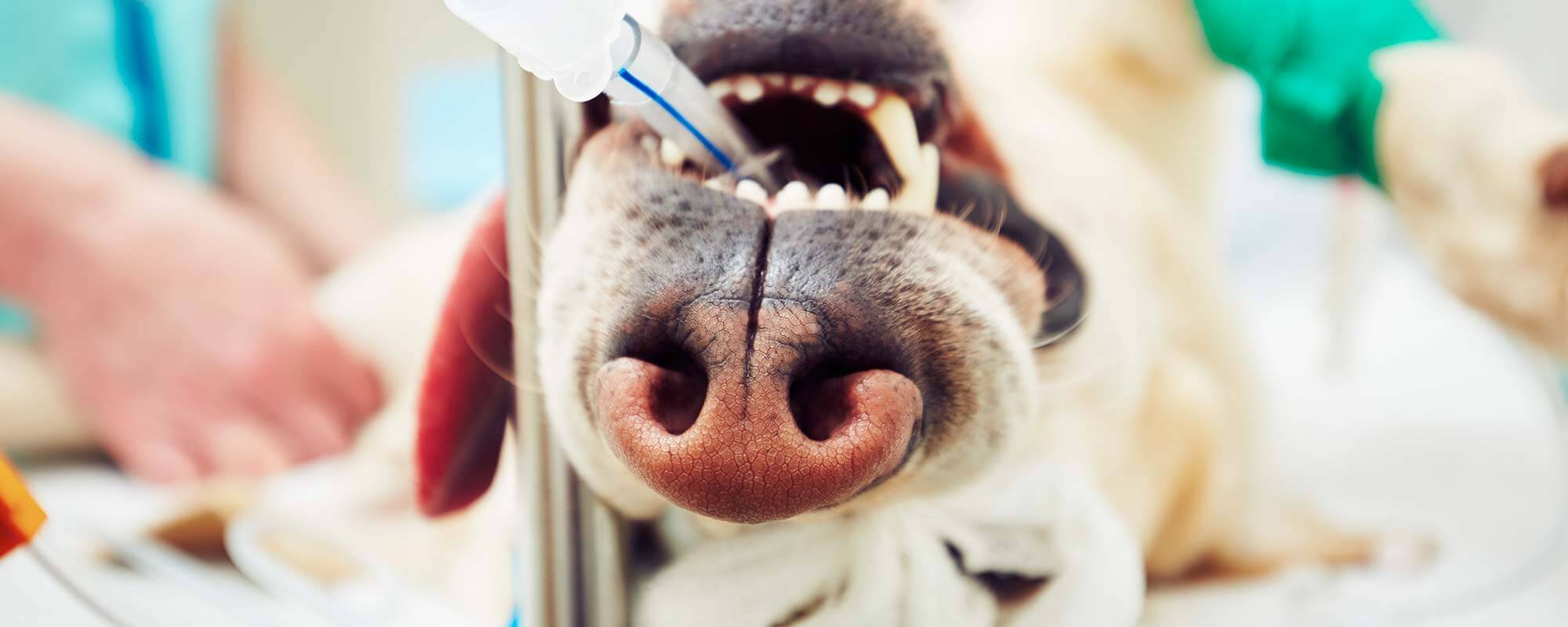 Veterinary Surgery OVRS in Southeastern Michigan