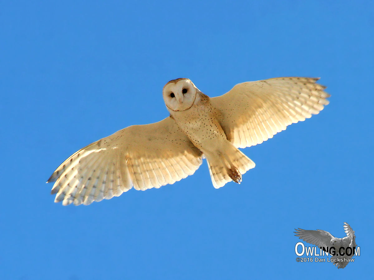 Barn Owl Biology