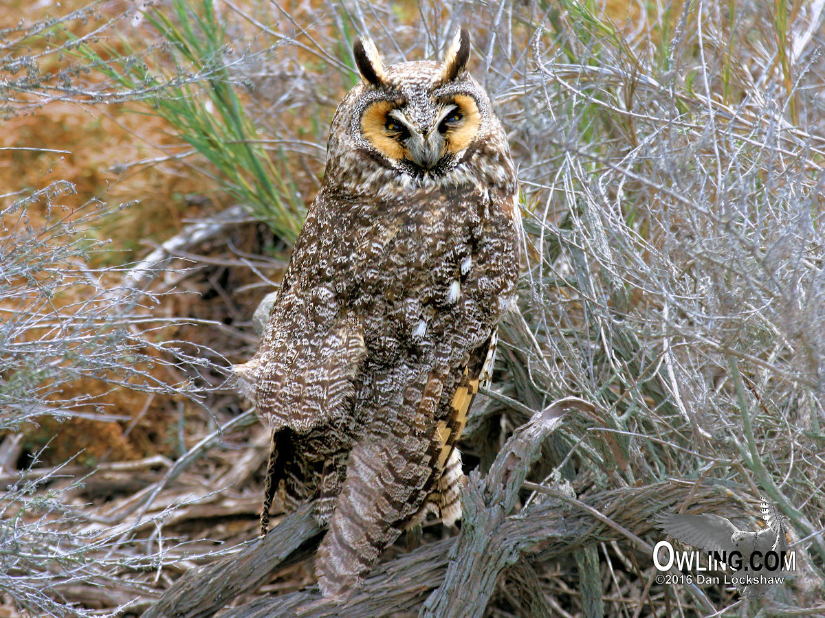 Longeared Owl Biology