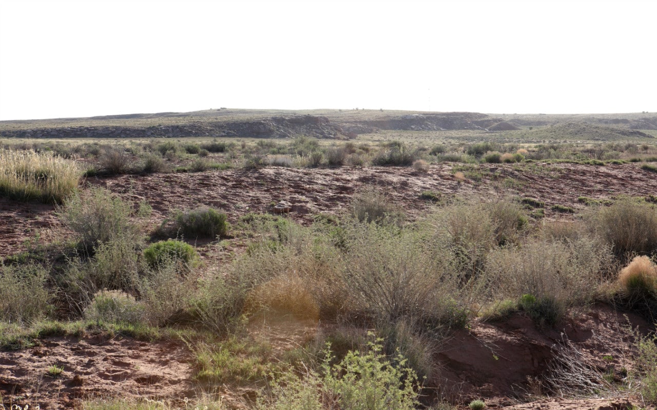 (SOLD) 40 Acres For Sale St Johns Arizona Owner Financed Land