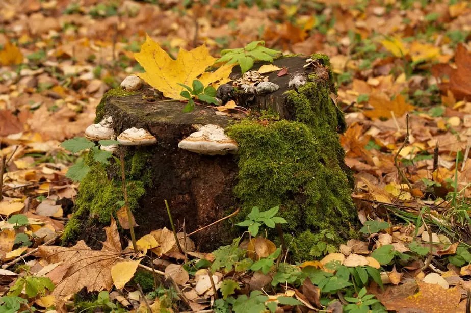 Stump Rot How to Remove a Tree Stump Fast in 2021