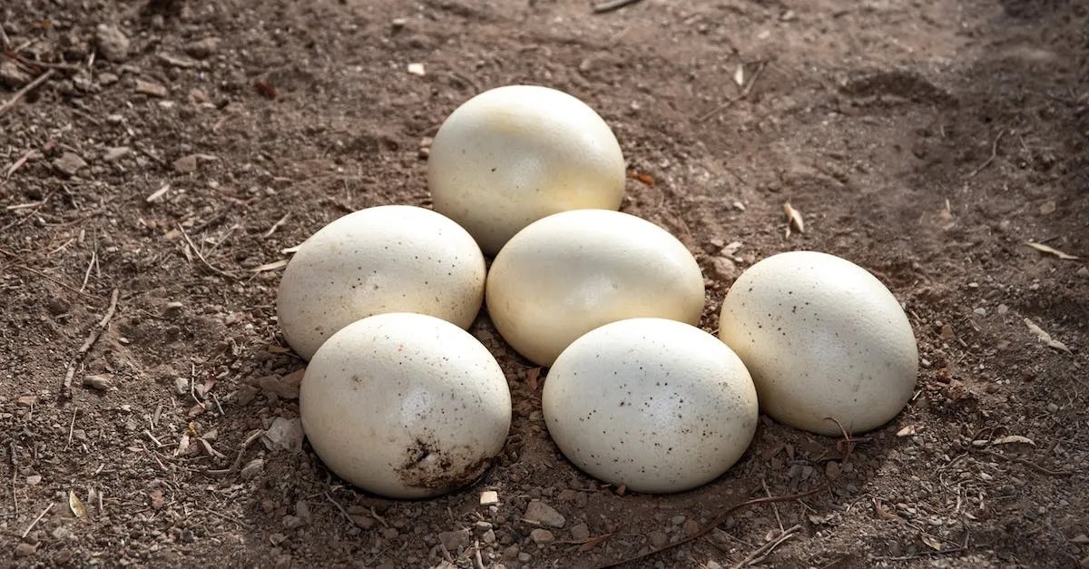 How Much Are Ostrich Eggs Worth? A Detailed Look At Their Value Own