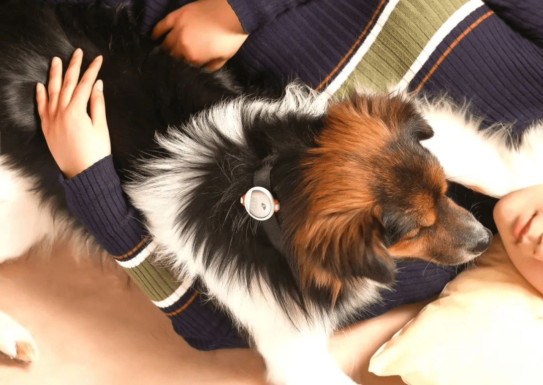 News 7 Ways Your Dog Shows You Love