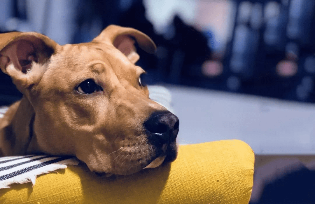 News 7 Ways Your Dog Shows You Love