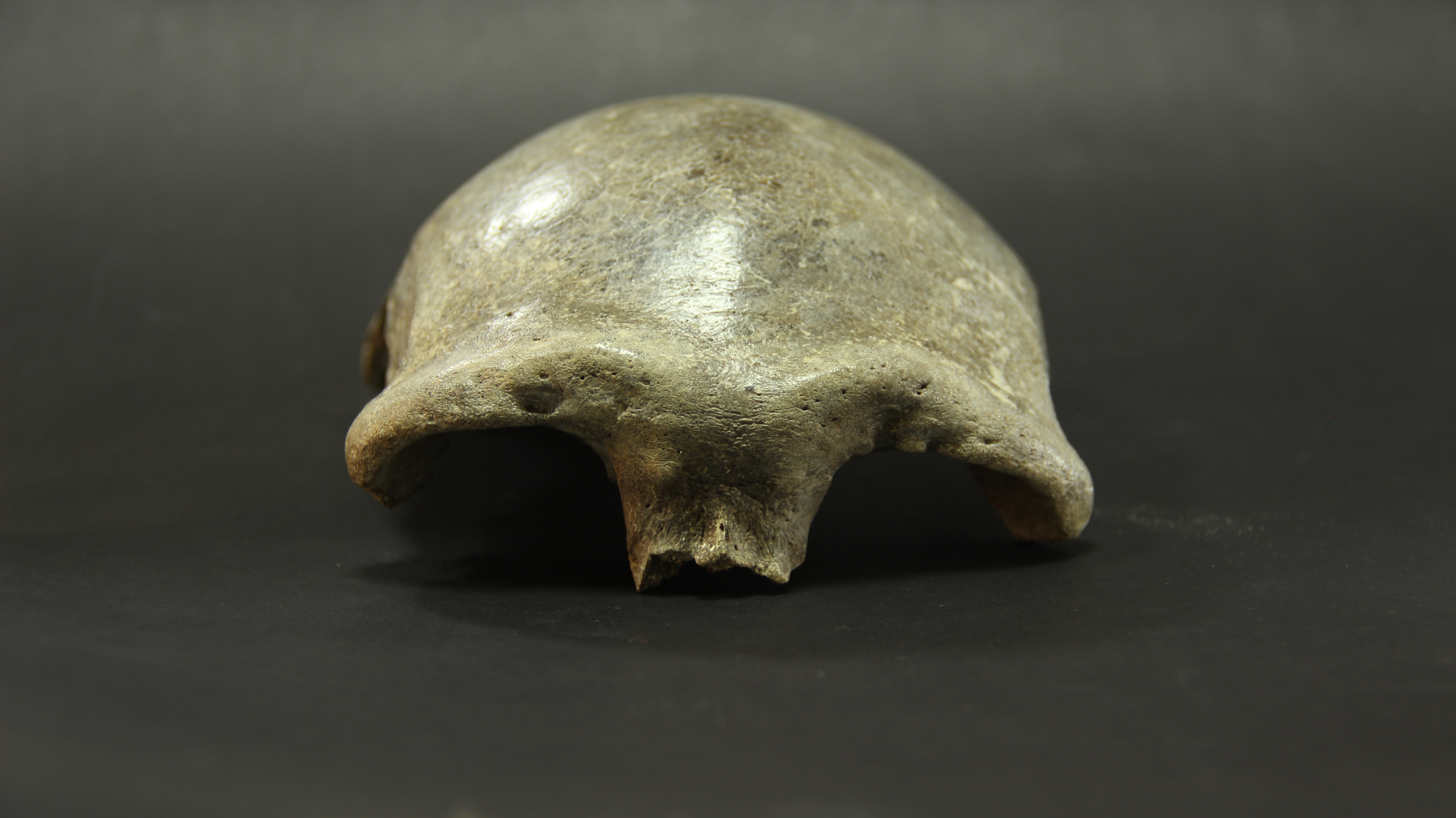 Ancient Mongolian skull is the earliest modern human yet found in the region University of Oxford