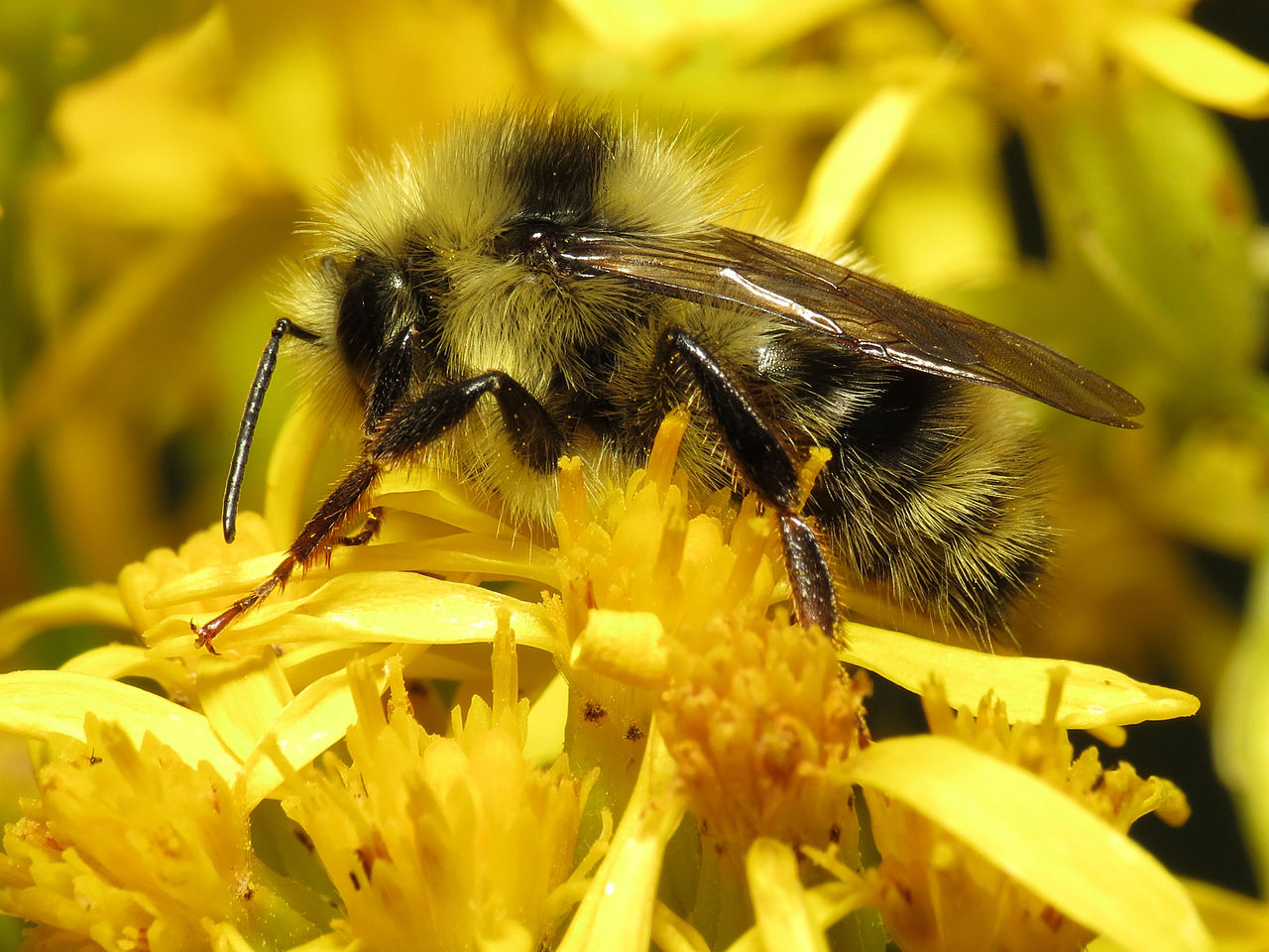 Give native bees a chance Oxbow Farm & Conservation Center