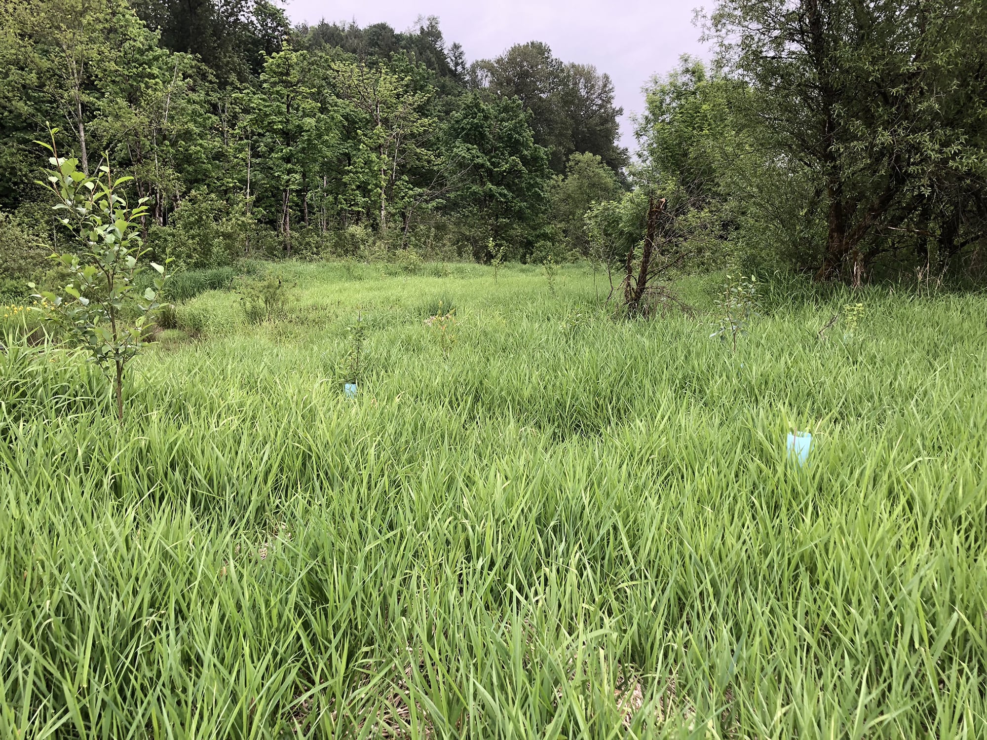 Reed Canarygrass Oxbow Farm & Conservation Center