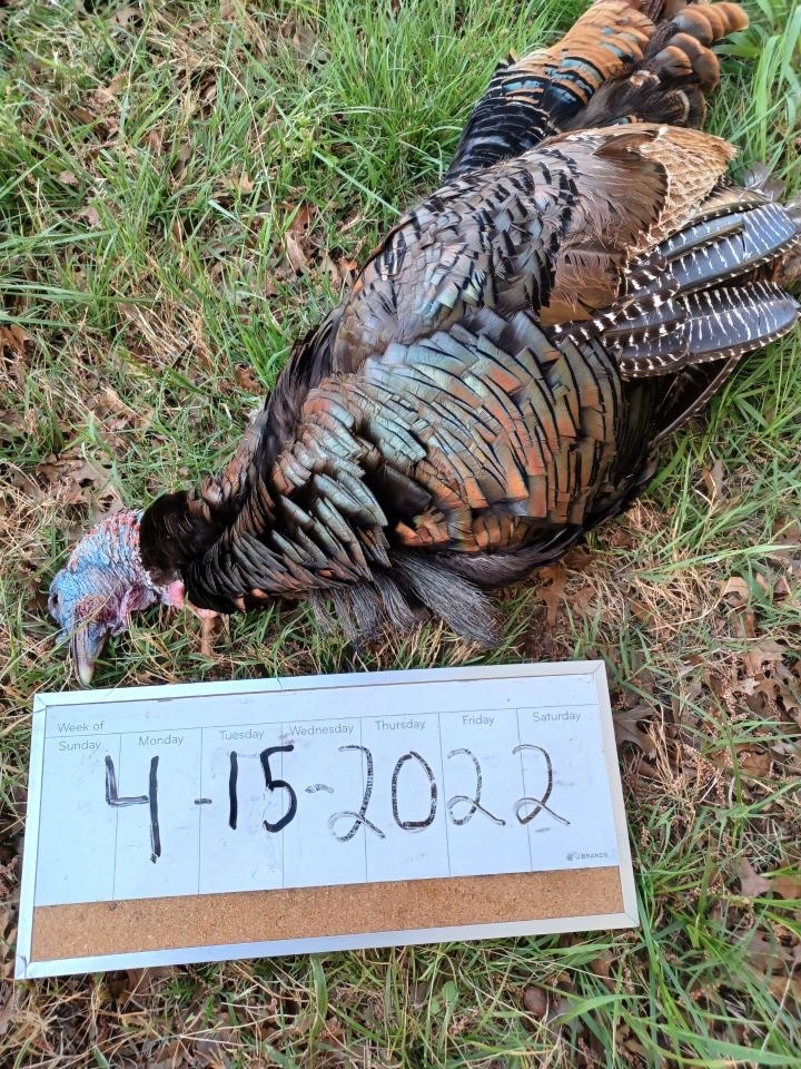 Cheap Texas Turkey Hunts Book Affordable Adventures Now!