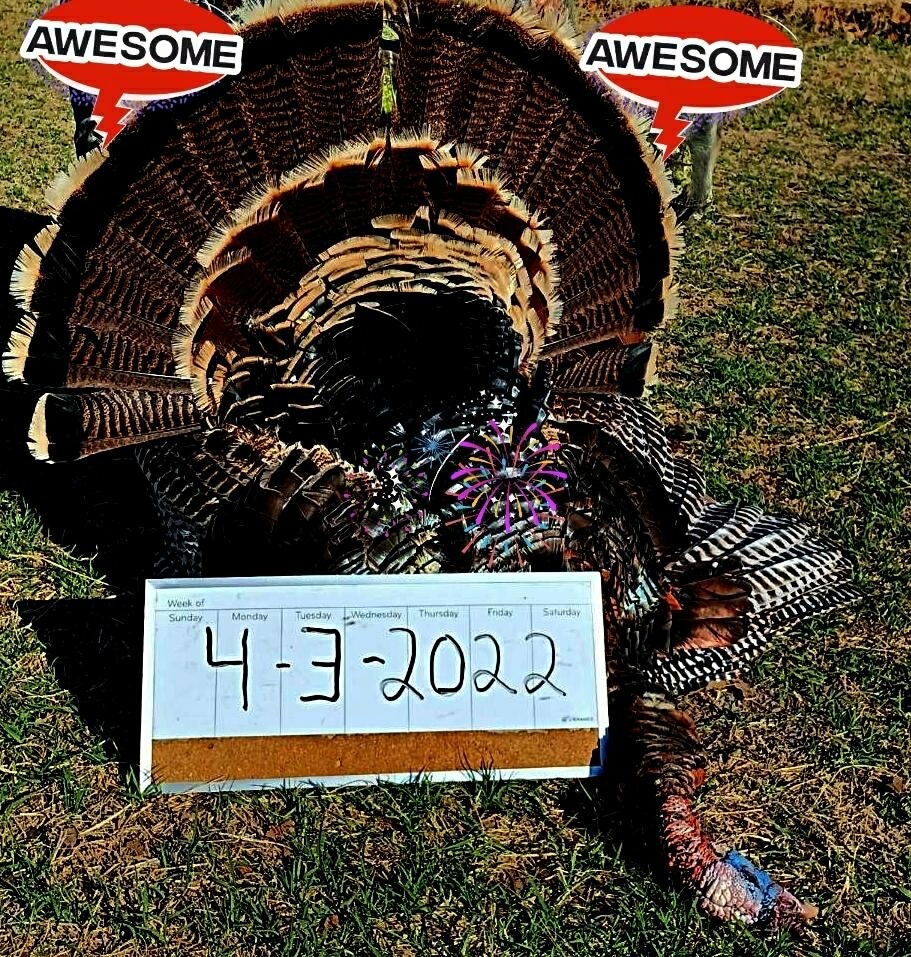 Cheap Texas Turkey Hunts Book Affordable Adventures Now!
